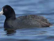 American Coot