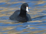 American Coot