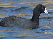 American Coot