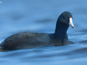 American Coot