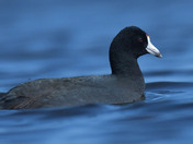 American Coot