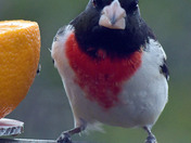 Rose Breasted Grosbeak