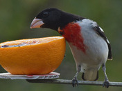 Rose Breasted Grosbeak