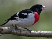 Rose Breasted Grosbeak