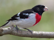 Rose Breasted Grosbeak