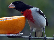 Rose Breasted Grosbeak