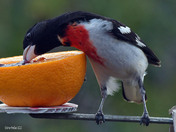 Rose Breasted Grosbeak