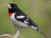 Rose Breasted Grosbeak