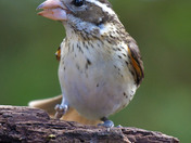 Rose Breasted Grosbeak female