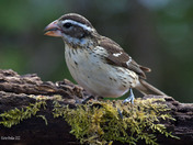 Rose Breasted Grosbeak female
