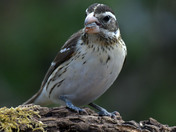 Rose Breasted Grosbeak female