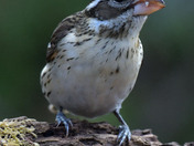 Rose Breasted Grosbeak female