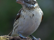 Rose Breasted Grosbeak female