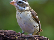 Rose Breasted Grosbeak female