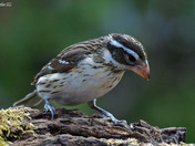 Rose Breasted Grosbeak female