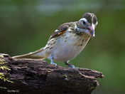 Rose Breasted Grosbeak female