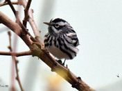 Black and White Warbler