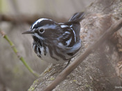Black and White Warbler