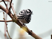Black and White Warbler