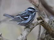 Black and White Warbler