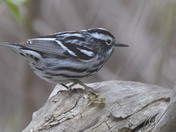 Black and White Warbler