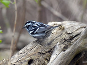 Black and White Warbler