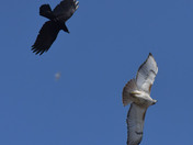 Crow and Red Tailed Hawk 