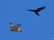 Crow and Red Tailed Hawk 