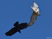Crow and Red Tailed Hawk 
