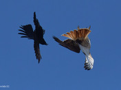 Crow and Red Tailed Hawk 