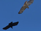 Crow and Red Tailed Hawk 