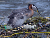 Red Necked Grebe