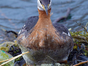 Red Necked Grebe