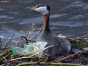 Red Necked Grebe