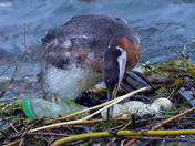 Red Necked Grebe
