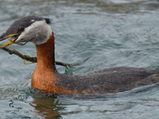 Red Necked Grebe