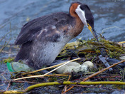 Red Necked Grebe