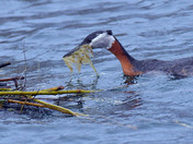 Red Necked Grebe