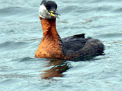 Red Necked Grebe