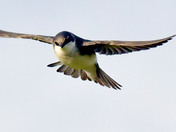 Tree Swallow
