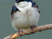 Tree Swallow