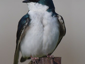 Tree Swallow