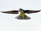 Tree Swallow