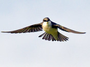 Tree Swallow