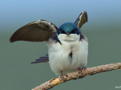 Tree Swallow