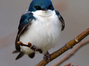 Tree Swallow
