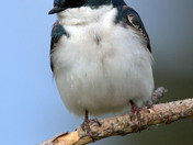Tree Swallow