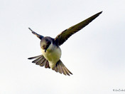 Tree Swallow