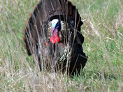 Wild Turkey