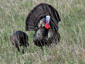 Wild Turkey